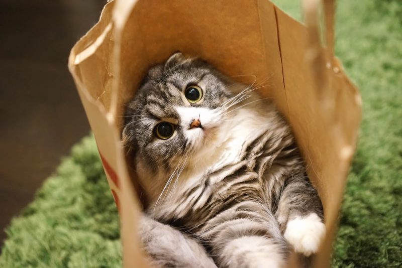 紙袋に入った猫