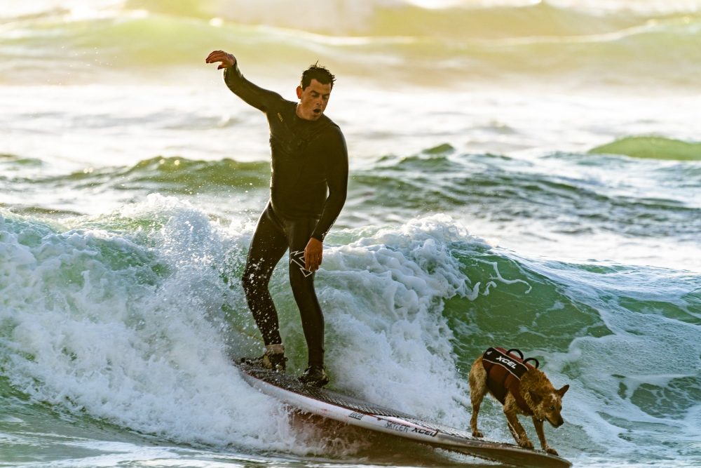 波に乗るサーファーと犬